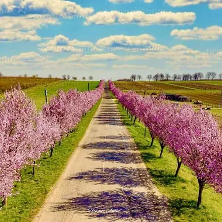 Szent Anna Etterem Es Panzio فندق مبيت وإفطار 3*